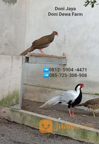 Ayam/Burung Silver Pheasant ( Ayam Pegar Perak)
