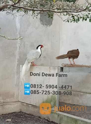 Ayam/Burung Silver Pheasant ( Ayam Pegar Perak)