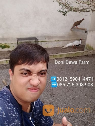 Ayam/Burung Silver Pheasant ( Ayam Pegar Perak)