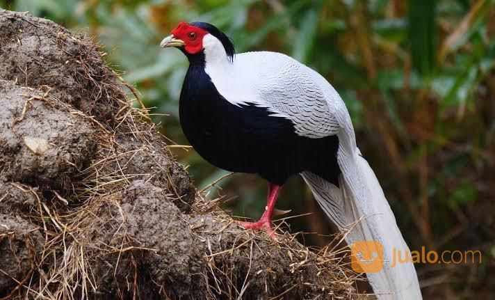 Ayam/Burung Silver Pheasant ( Ayam Pegar Perak)