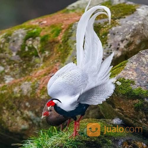 Ayam/Burung Silver Pheasant ( Ayam Pegar Perak)