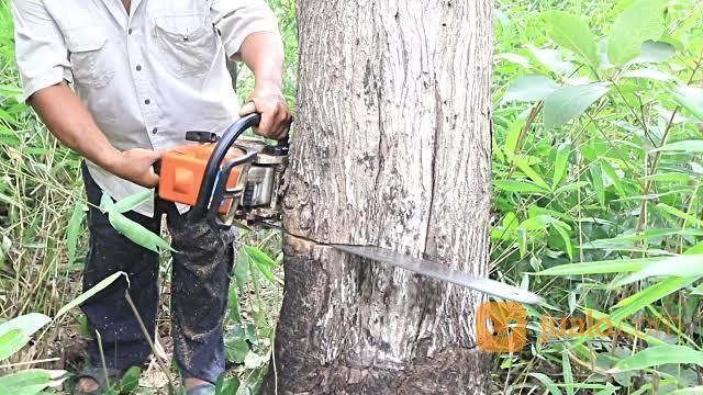 Jasa Tebang Pohon Di Medan