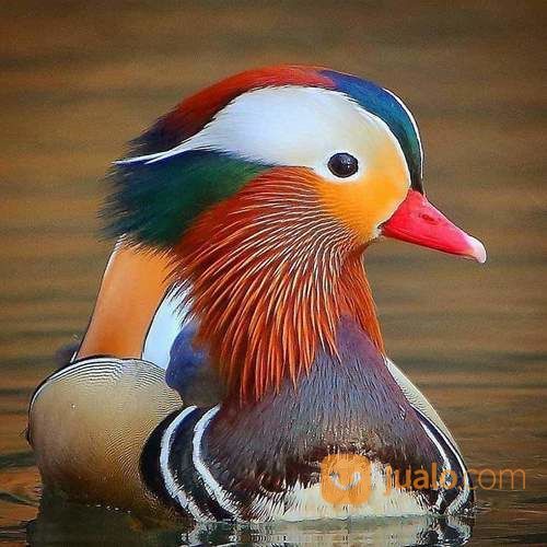 Bebek Mandarin/ Mandarin Duck