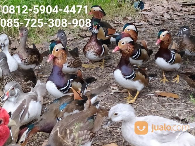 Bebek Mandarin/ Mandarin Duck