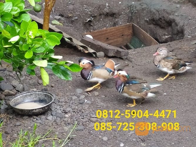 Bebek Mandarin/ Mandarin Duck