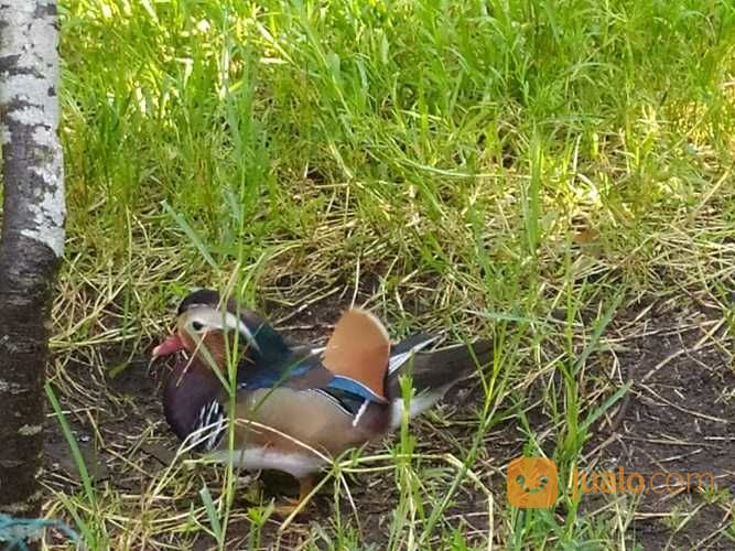 Bebek Mandarin/ Mandarin Duck
