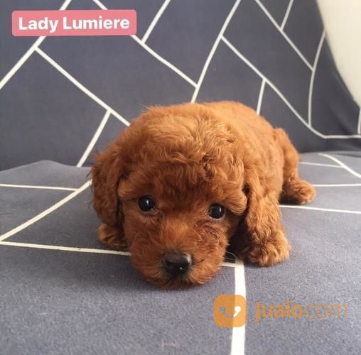 RTP 2 Ekor Betina Female Red Toy Poodle Mini Podle Pudel Tiny Bukan Pom Chihuahua