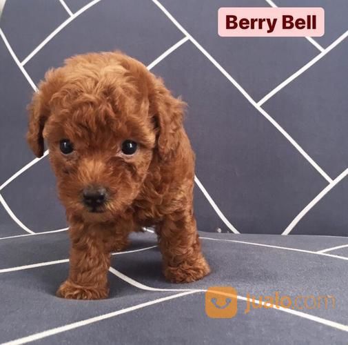 RTP 2 Ekor Betina Female Red Toy Poodle Mini Podle Pudel Tiny Bukan Pom Chihuahua