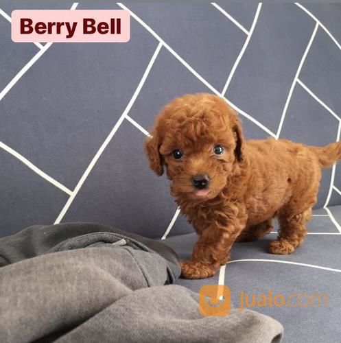 RTP 2 Ekor Betina Female Red Toy Poodle Mini Podle Pudel Tiny Bukan Pom Chihuahua