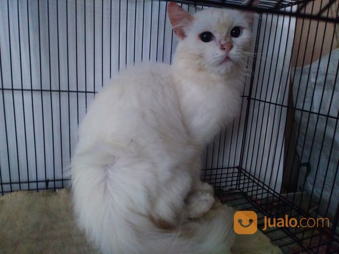 Kitten Jantan 5 Bln Himalaya RedPoint Longhair Jogja