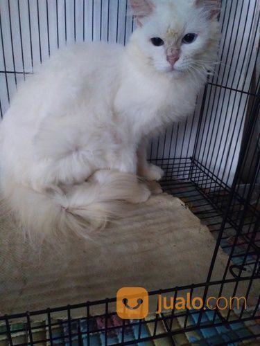 Kitten Jantan 5 Bln Himalaya RedPoint Longhair Jogja