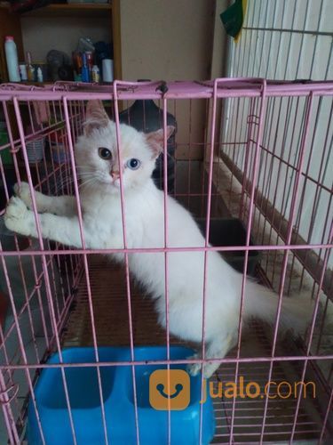 Kitten Jantan 5 Bln Himalaya RedPoint Longhair Jogja