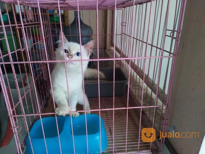 Kitten Jantan 5 Bln Himalaya RedPoint Longhair Jogja