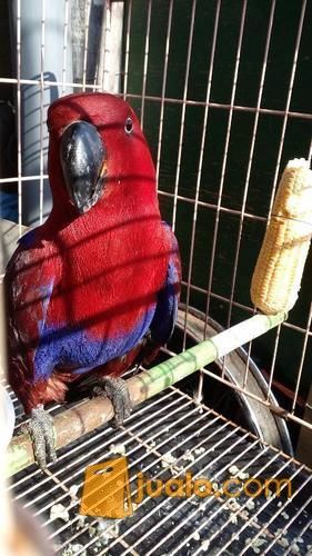 Burung Nuri Bayan Dewasa Jinak