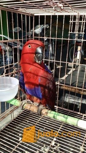 Burung Nuri Bayan Dewasa Jinak