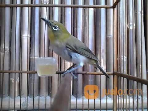 Burung Pleci Mounty
