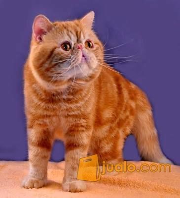 Kucing Exotic Garfield Asli