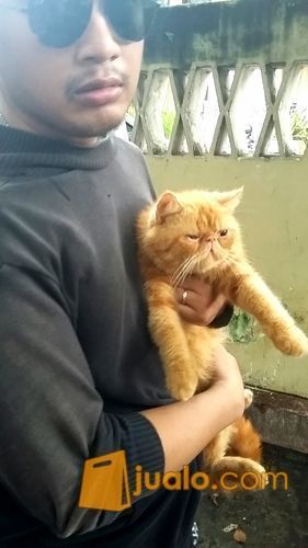 Kucing Exotic Garfield Asli