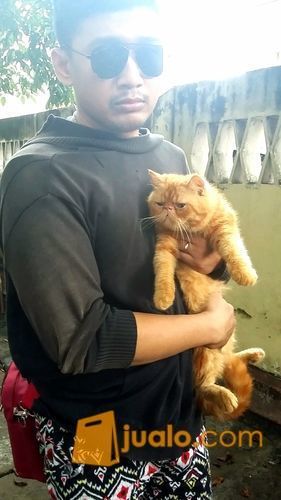 Kucing Exotic Garfield Asli