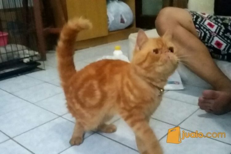 Kucing Exotic Garfield Asli