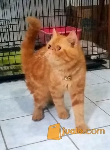 Kucing Exotic Garfield Asli