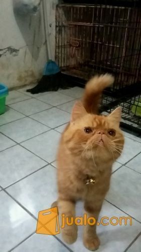 Kucing Exotic Garfield Asli