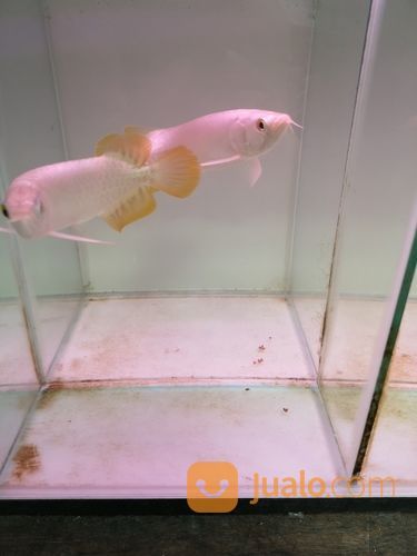 Arowana Arwana Jenis Banjar Red Metalik