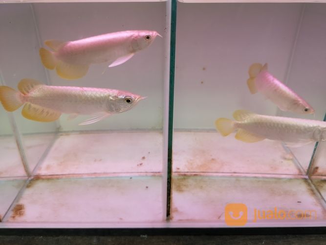 Arowana Arwana Jenis Banjar Red Metalik