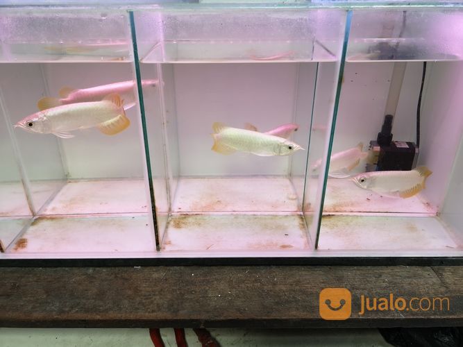 Arowana Arwana Jenis Banjar Red Metalik