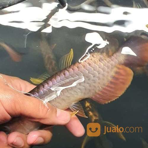 Arwana Arowana Jenis Golden Cross Back Blue Base