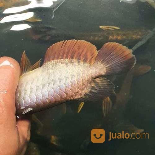 Arwana Arowana Jenis Golden Cross Back Blue Base