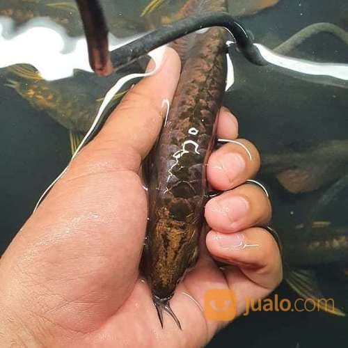 Arwana Arowana Jenis Golden Cross Back Blue Base