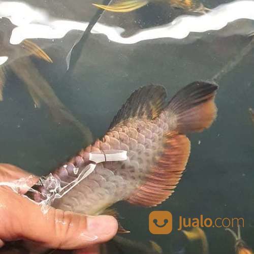 Arwana Arowana Jenis Golden Cross Back Blue Base