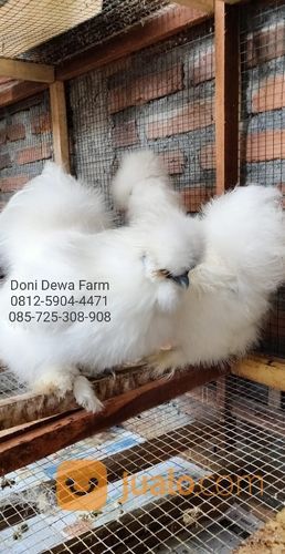 Ayam American Silky
