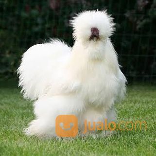 Ayam American Silky