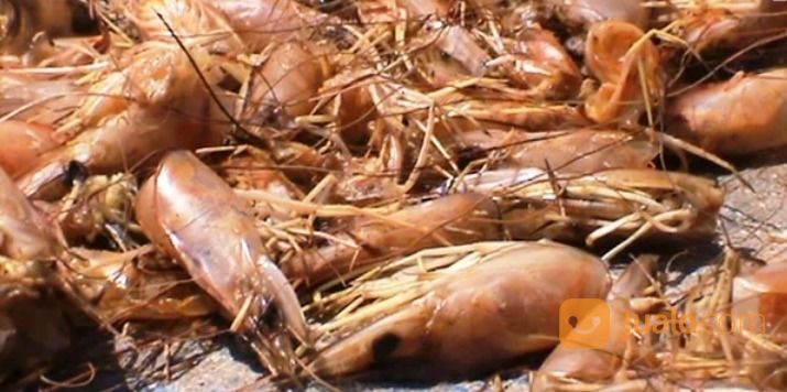 Kepala Udang Giling Kering Bahan Pakan Ternak / Penelitian