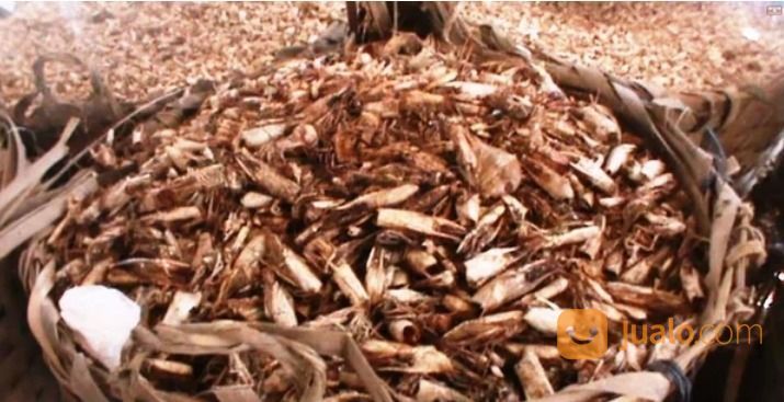 Kepala Udang Giling Kering Bahan Pakan Ternak / Penelitian