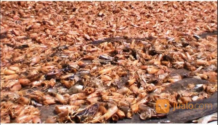 Kepala Udang Giling Kering Bahan Pakan Ternak / Penelitian