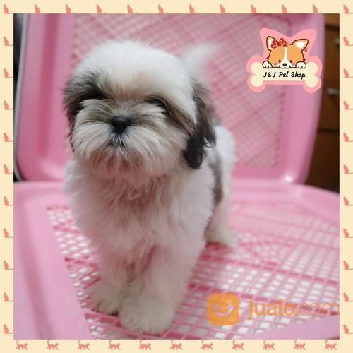 Shihtzu Betina Puppy