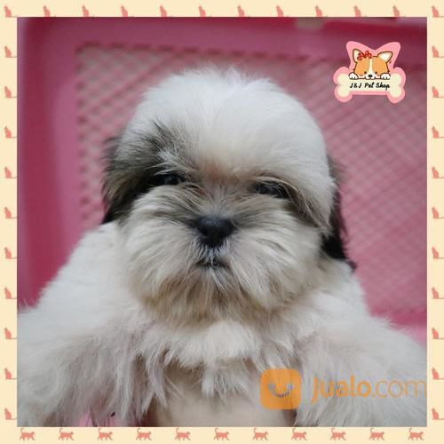 Shihtzu Betina Puppy