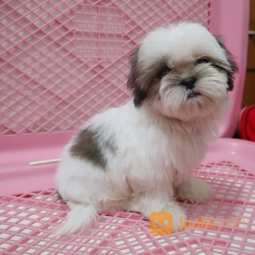 Shihtzu Betina Puppy