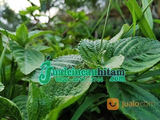 Supplier Daun Cincau Hitam Kering Kirim Ke Jambi