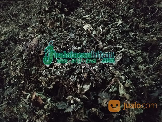 Supplier Daun Cincau Hitam Kering Kirim Ke Jambi