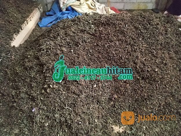 Distributor Daun Cincau Hitam Jambi | Java Cincau