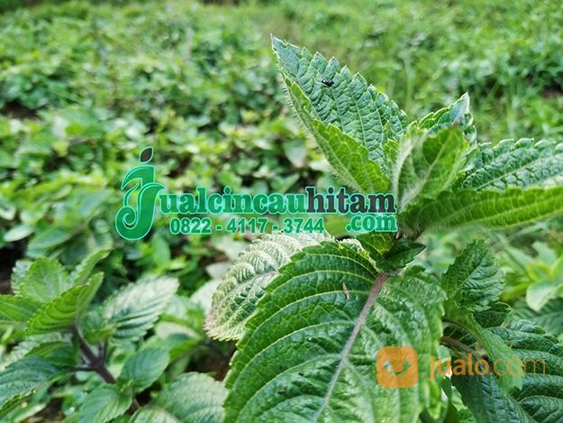 Distributor Daun Cincau Hitam Jambi | Java Cincau