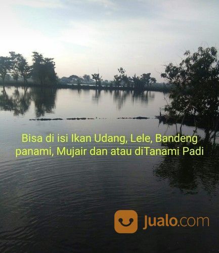 Tanah Tambak Aktif Dan Produktif, Turi - Lamongan.