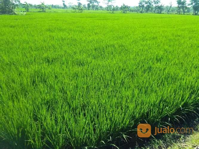 Tanah Tambak Aktif Dan Produktif, Turi - Lamongan.