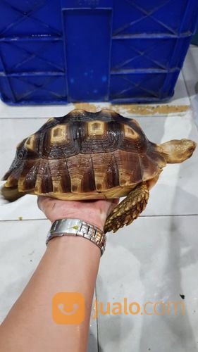 Kura Sulcata 21,5cm