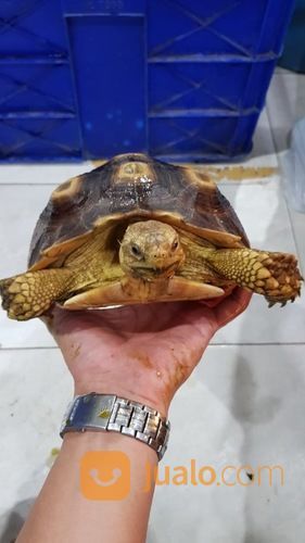 Kura Sulcata 21,5cm