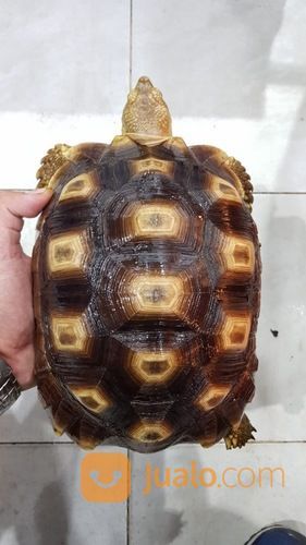 Kura Sulcata 21,5cm